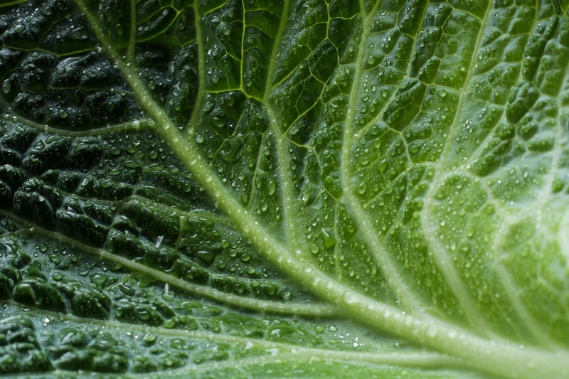 Eco-conscious Brands